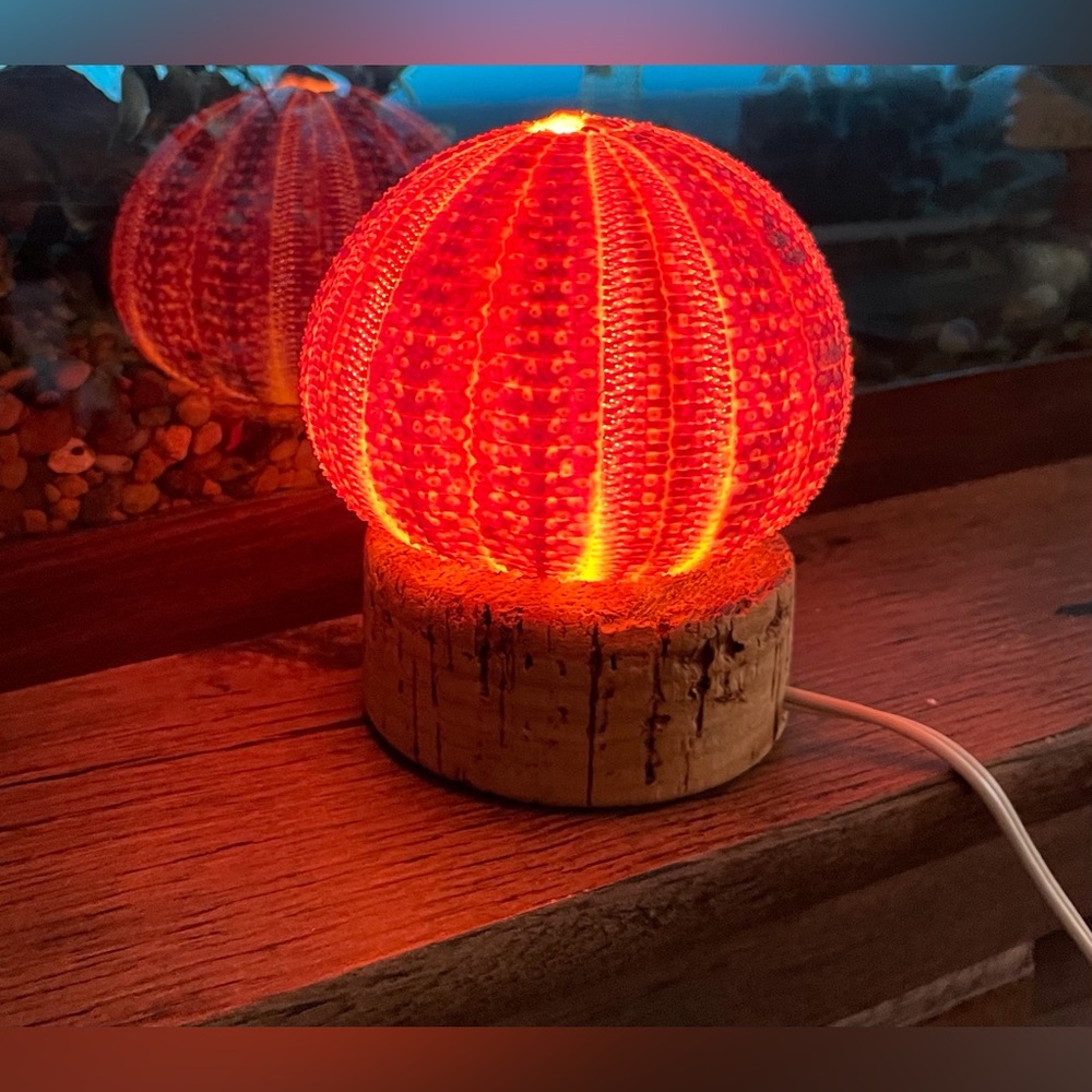 Unique Seashell Light Table Mantle Shelf Lamp Beachy Nightlight Ocean Shell - Picture 8 of 13